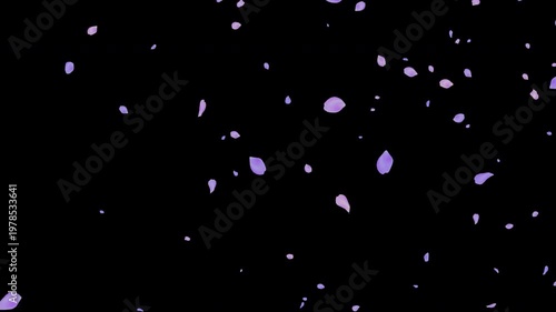 Lavender Rose Petals Floating on Transparent Background (Alpha Channel)｜ラベンダー色のバラの花びらが舞い散る アルファチャンネル付き透過素材