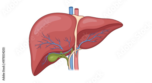 Illustration of the human liver and gallbladder with visible blood vessels and bile ducts on a white background