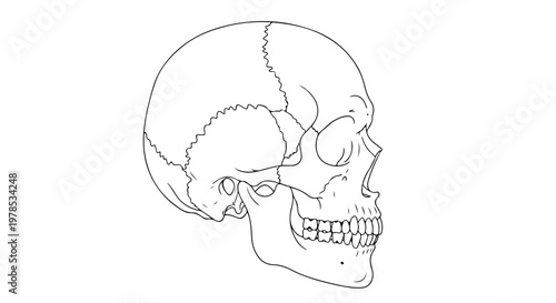 Detailed line drawing of a human skull in profile view showing anatomical features and sutures