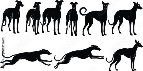 Set of black silhouettes of greyhound dogs running, standing, and posing, perfect for sighthound racing, pet care, canine sports, and vector illustrations. (23 words)
