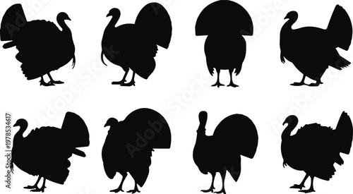 Set of black turkey silhouettes isolated on white background, wild poultry birds in various standing poses for Thanksgiving and farm design,