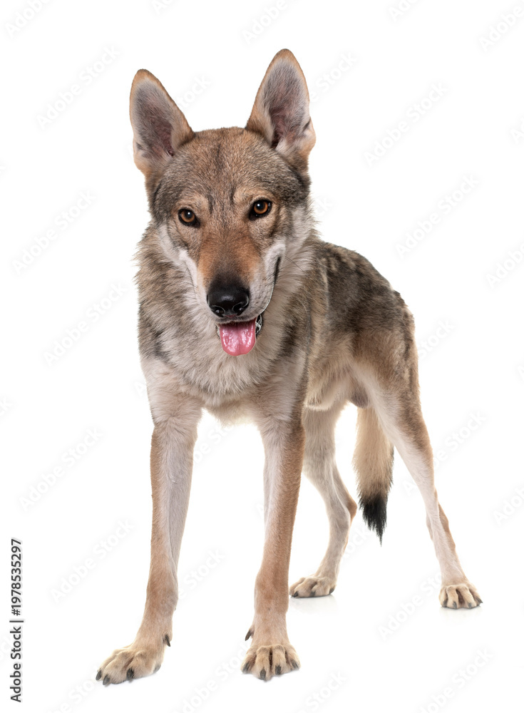 Obraz premium czechoslovakian wolf dog