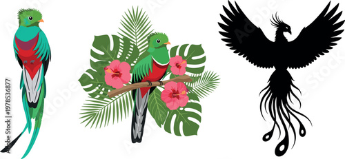 Tropical quetzal bird vector set with colorful exotic parrot illustration jungle leaves flowers and black silhouette phoenix design