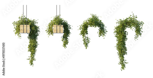 Bild auf Leinwand hanging wooden planter with climbing vine plant and versions without wooden plan