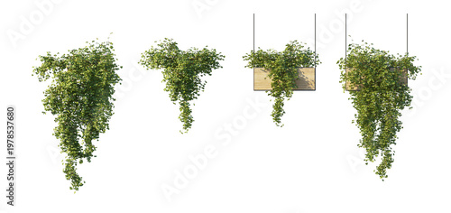 Canvastavla hanging wooden planter with climbing vine plant and versions without wooden plan