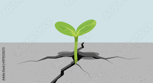 International Sunflower Growth Event in Cracked Soil Landscape