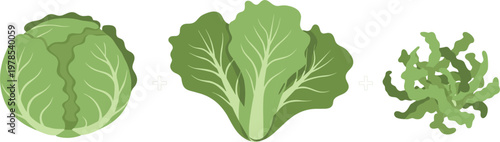 Lettuce vegetable set with whole head leafy greens and chopped salad ingredients fresh food vector illustration collection
