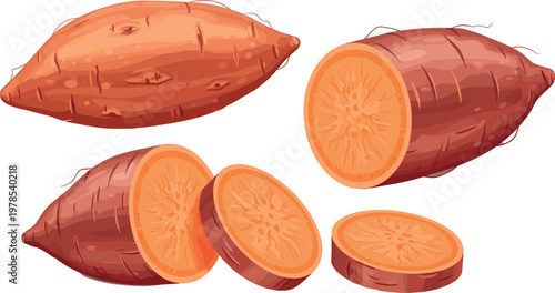 Sweet potato vegetable illustration with whole and sliced yam detailed realistic food vector collection isolated on white