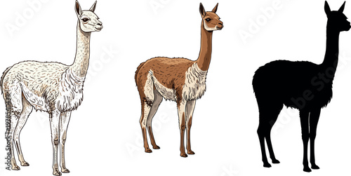 Llama animal illustration set with realistic detailed fur drawing and silhouette standing pose vector collection isolated