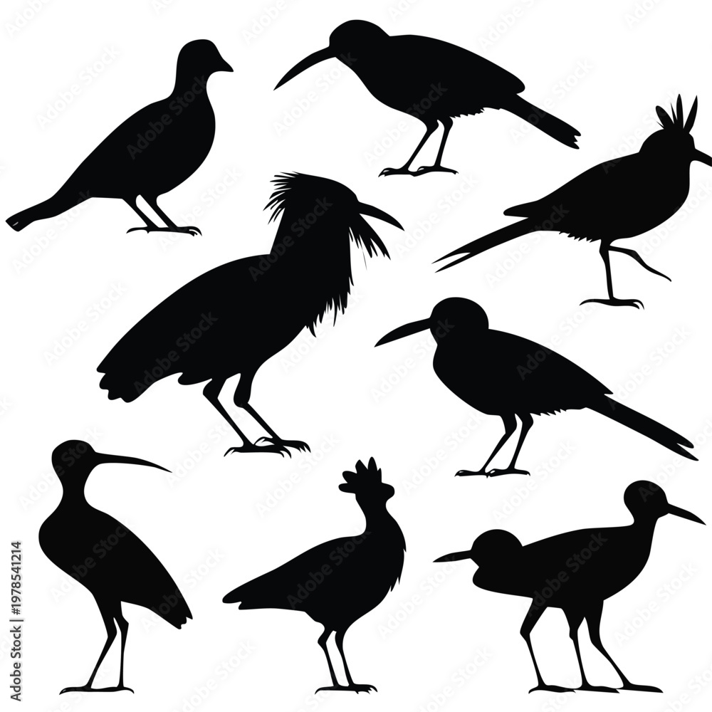 Fototapeta premium Set of different wild bird silhouettes standing in various poses with silhouette standing wildlife collection isolated perching creature ornithology illustration minimalist birdlife