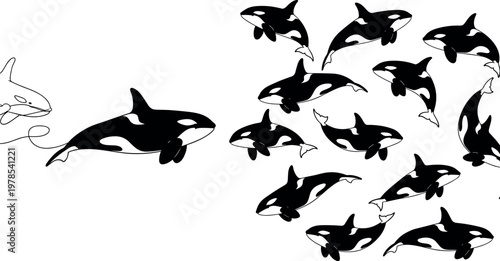 Orca whale silhouette set, killer whale collection with swimming poses, black and white marine animal illustration
