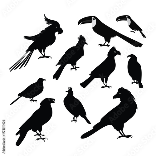 Collection of exotic tropical bird silhouettes with silhouette tropical cockatoo wildlife collection isolated feathers rainforest creature perching standing illustration elements birdlife