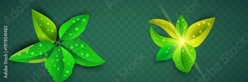 Set of vector design elements from collection of natural, green leaves, tea herbs in realistic style. Decorative beauty elegant illustration for design