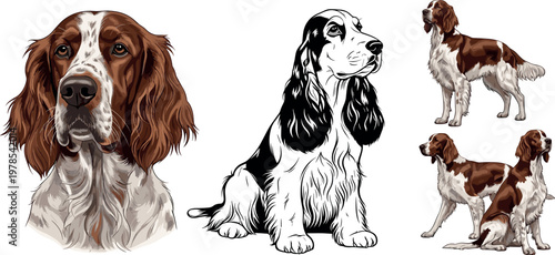Spaniel dog vector set with realistic and sketch illustrations, detailed pet breed collection for animal lovers and veterinary design projects