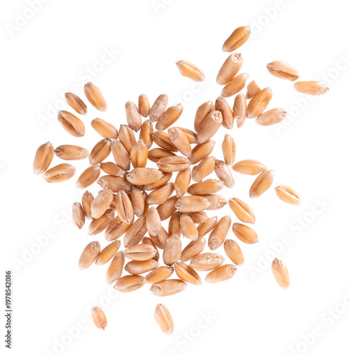 Wheat grains isolated on white background. Processed organic dry wheat seeds. Clipping path. Top view.