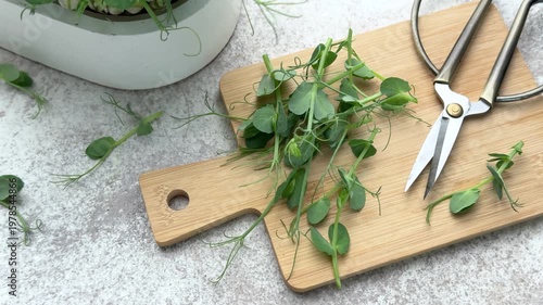 Freshly harvested pea shoots microgreens on cutting board