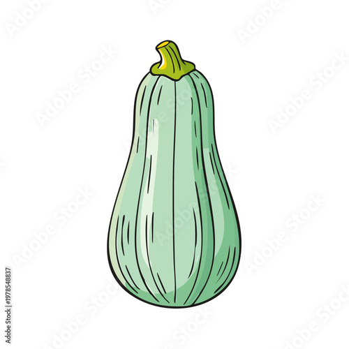 Pale green elongated gourd with ribbed texture and a green stem isolated on white