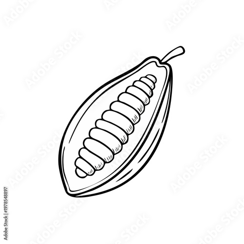 Hand drawn illustration of a halved cacao pod with beans inside
