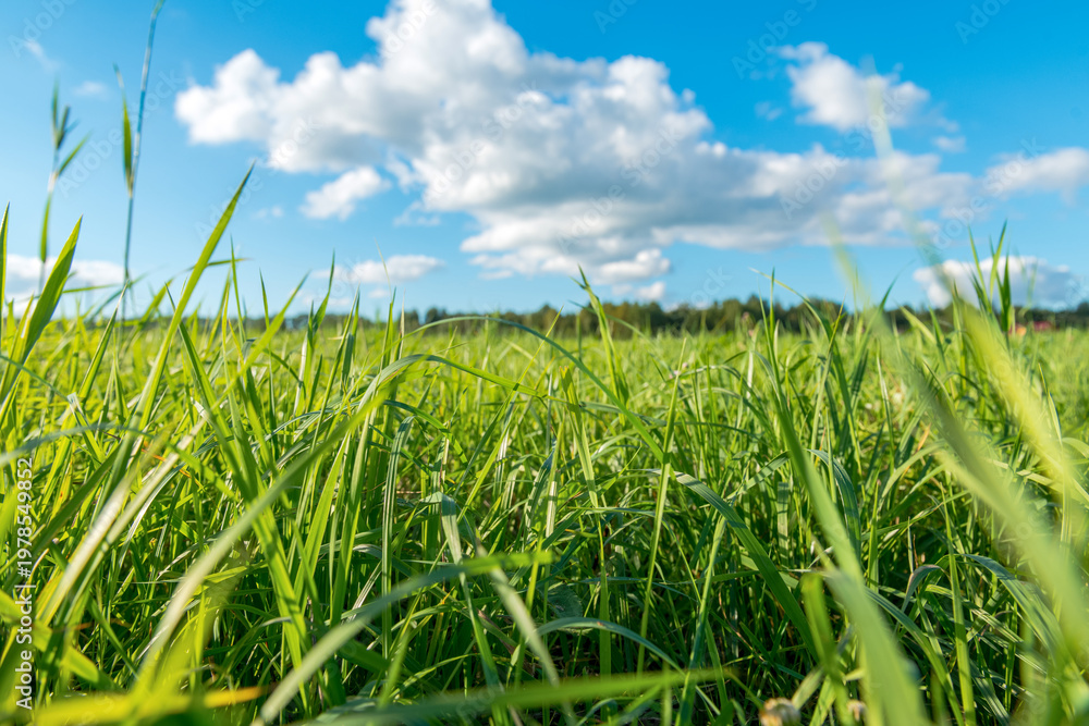 Fototapeta premium Low angle green grass blades blue sky