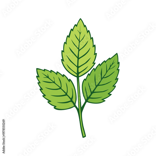 Green mint leaves on a stem with intricate veins and serrated edges