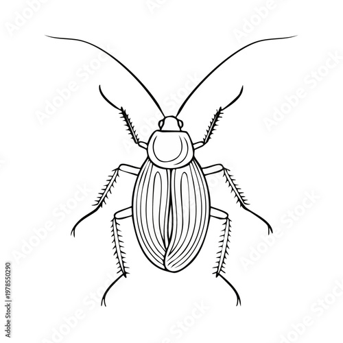 Line Drawing of a Cockroach Top View with Detailed Legs and Antennae