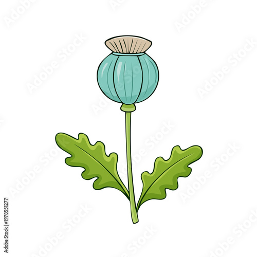 Illustration of a single green poppy seed head with leaves on a stem
