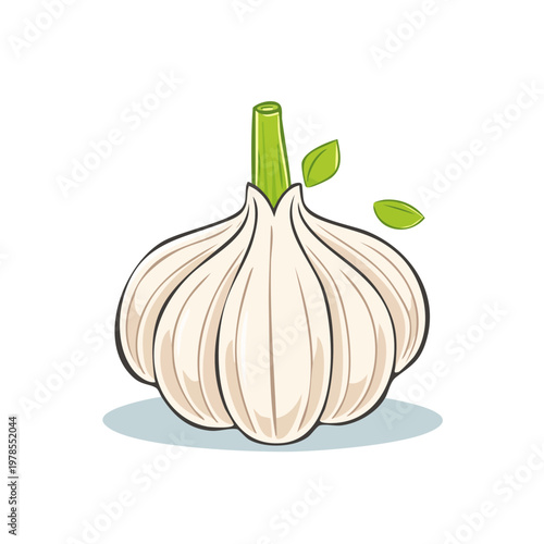 Single Bulb of Fresh Garlic with Green Stalk and Leaves