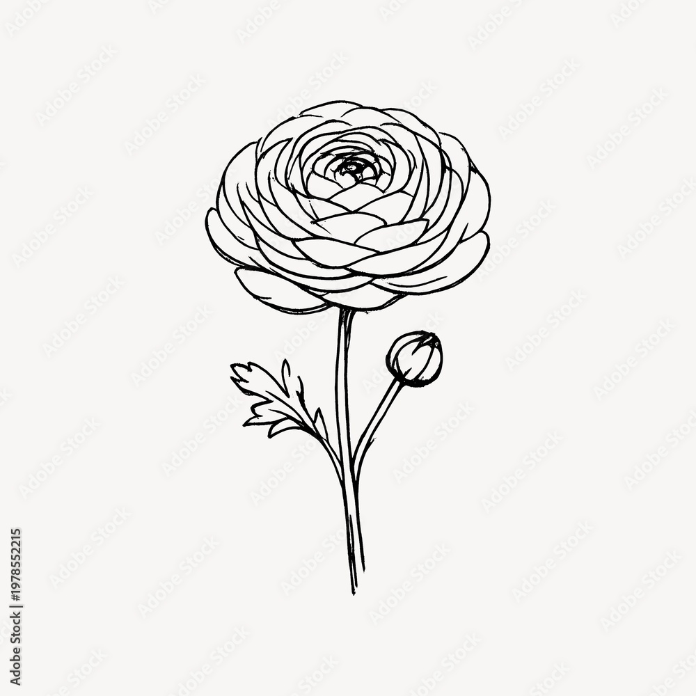 Fototapeta premium Elegant floral line art illustration.