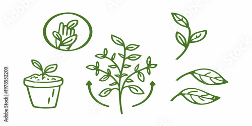Hand drawn green botanical illustrations of plants and sprouting seedlings