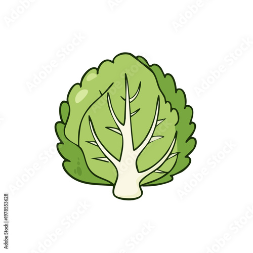 Fresh green lettuce head illustration with prominent veins and crisp leaves