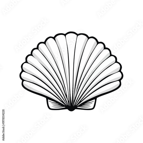 Elegant illustration of a white scallop seashell with radiating lines and dark outline