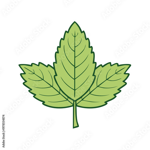 Green Mint Leaf Illustration with Serrated Edges and Vein Details