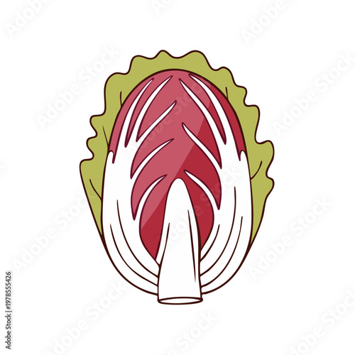Stylized illustration of a cut radicchio lettuce revealing its inner red leaves and white core