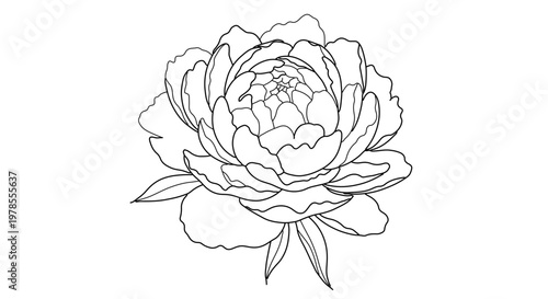 A minimalist line art illustration of a peony flower in a simple and elegant design style