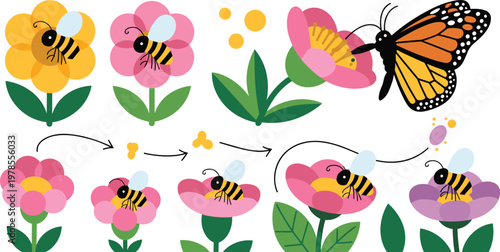 Educational diagram of bee and butterfly pollination process showing insects collecting nectar from colorful spring flowers in vector style.