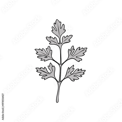 Stylized line art illustration of a single parsley leaf design