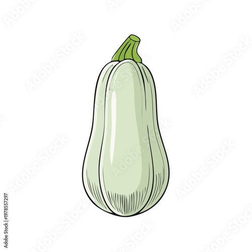 Hand-Drawn Light Green Squash Vegetable Illustration