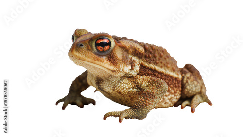 Foto Brown warty toad with large orange eyes, isolated on transparent background