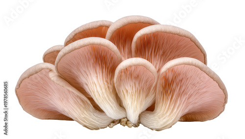 Cluster of pink oyster mushrooms with delicate gills, isolated on transparent background