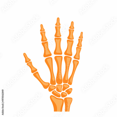 Orange anatomical illustration of a hand skeletal structure.