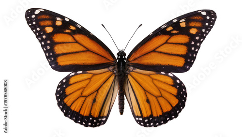 Photos Monarch butterfly with orange black and white wings, isolated on transparent bac