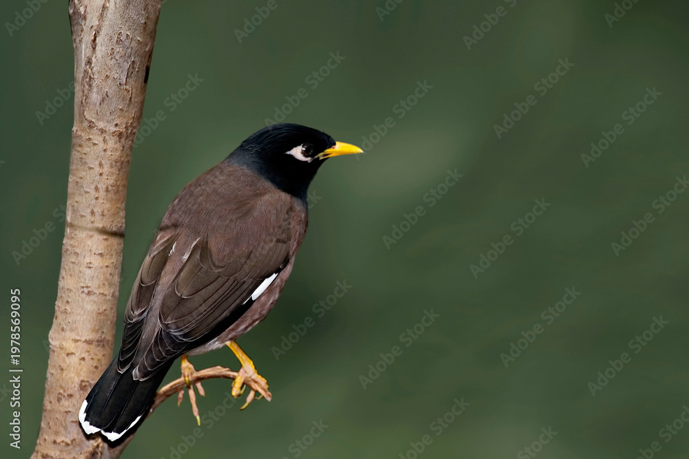 Fototapeta premium Common Myna, Acridotheres tristis, close view