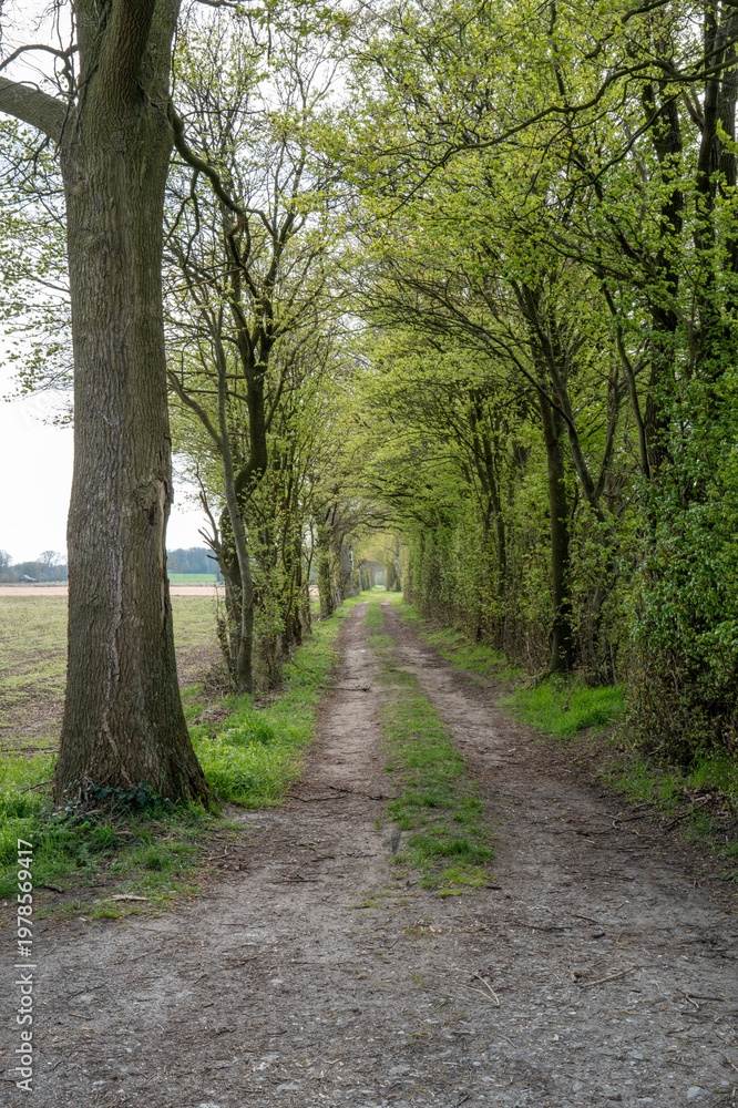 Fototapeta premium Country dirt road path with green spring trees