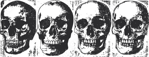 four monochrome human skull illustrations arranged in a row, detailed anatomical design