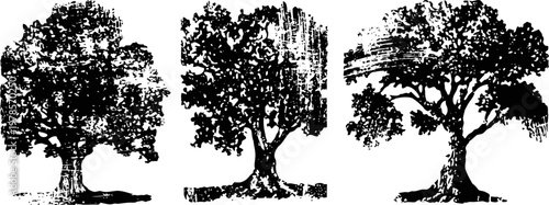 Three vintage black and white sketches of mature trees with detailed foliage and trunks
