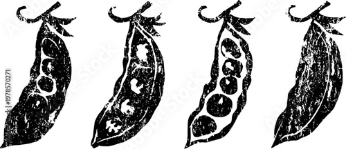 Four black and white pea pods in various stages of openness with visible peas inside