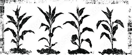 Growth stages of corn plants from seedling to mature agricultural development concept illustration