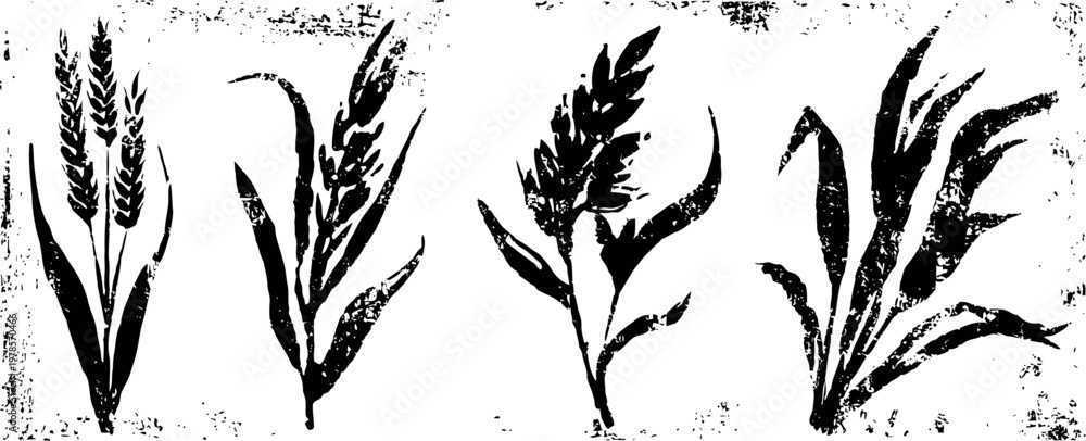 Fototapeta premium black wheat ears silhouettes set isolated on white background vintage grain plants collection with textured rustic