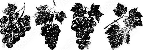Black grape clusters with leaves hand drawn botanical vintage illustration of grapevine branches and fruits