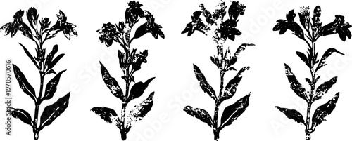 four detailed black botanical silhouettes of flowering plants with leaves and buds